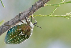 Julodis lucasi