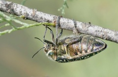 Julodis lucasi
