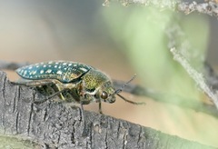 Julodis lucasi