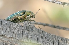 Julodis lucasi