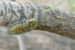 Julodis lucasi