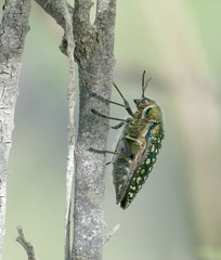 Julodis lucasi