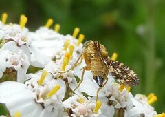 Oxyna flavipennis