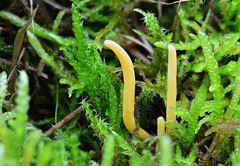 Clavaria straminea