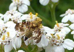 Oxyna flavipennis