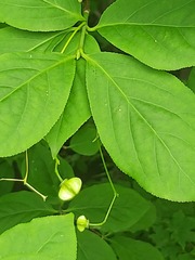 Euonymus maximowiczianus