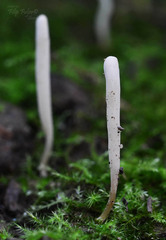 Clavaria tenuipes