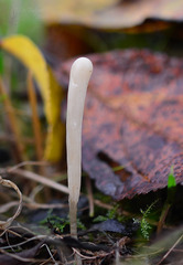 Clavaria tenuipes