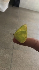 Coliadinae