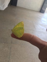 Coliadinae