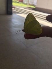Coliadinae