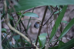 Orthotomus ruficeps