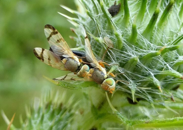 Bull Thistle Gall Fly