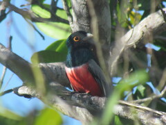Trogon curucui