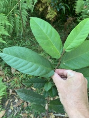 Ficus coronata