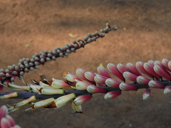 Aloe globuligemma