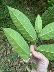 Ficus coronata