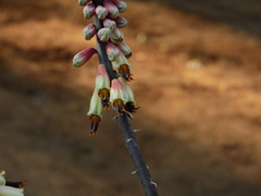 Aloe globuligemma