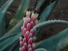Aloe globuligemma