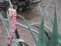 Aloe globuligemma