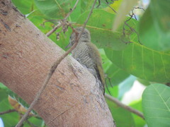 Dryobates passerinus