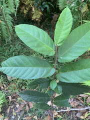 Ficus coronata