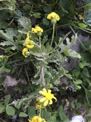 Senecio vernalis