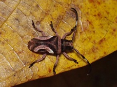 Pterolophia lunigera