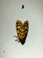 Miltochrista quadrilineata