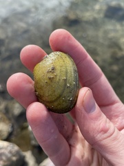 Ruditapes philippinarum