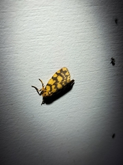 Miltochrista quadrilineata