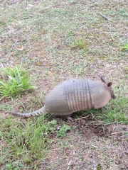 Dasypus novemcinctus