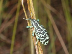 Chrysolopus spectabilis