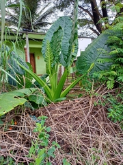 Alocasia macrorrhizos