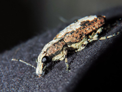 Ptychoderes rugicollis