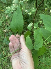 Clematis aristata