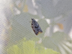 Isotenes miserana