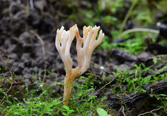 Clavulinopsis rufipes