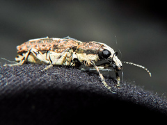 Ptychoderes rugicollis
