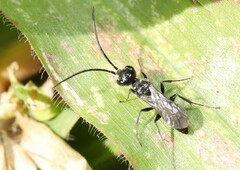 Dolichurus