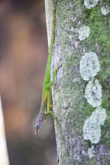 Anolis luciae