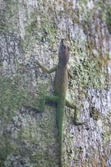 Anolis luciae