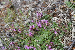 Thymus reverdattoanus