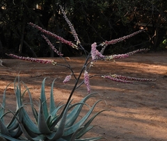 Aloe globuligemma