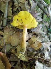 Aureoboletus