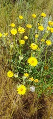 Xerochrysum bracteatum