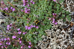 Thymus reverdattoanus