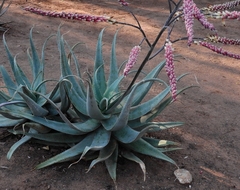 Aloe globuligemma