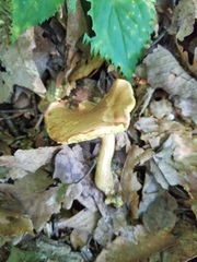 Aureoboletus