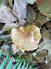 Aureoboletus